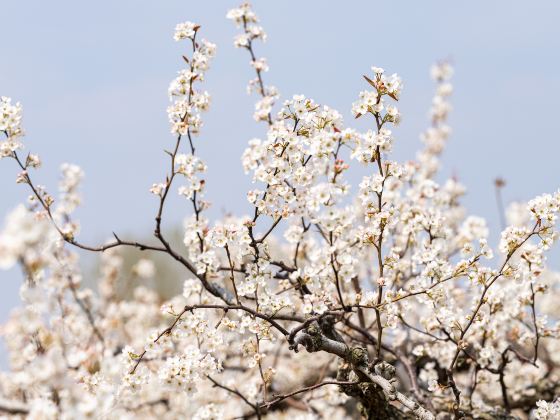 Shichuan  Pear Garden