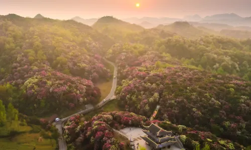 Hundreds of Miles of Azaleas