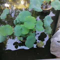 荣和餐饮·小院餐厅(国清寺店) 여행 사진
