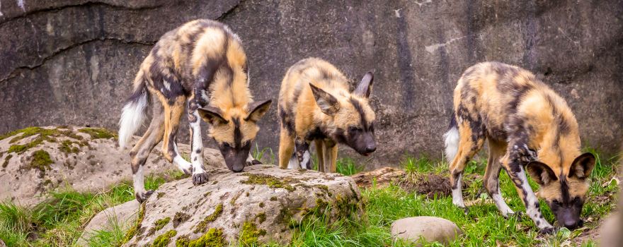 Oregon Zoo