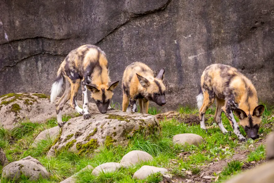 オレゴン動物園