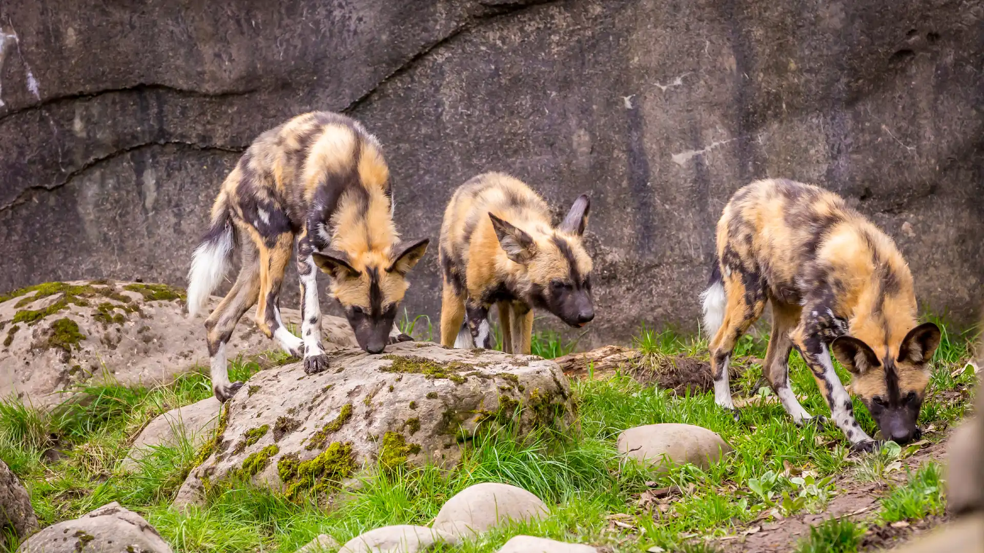 オレゴン動物園周辺のホテル