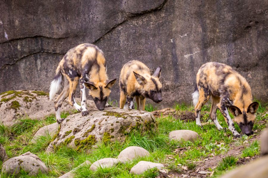 俄勒岡動物園