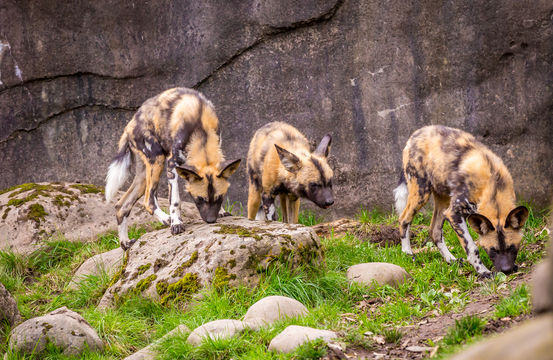 Oregon Zoo