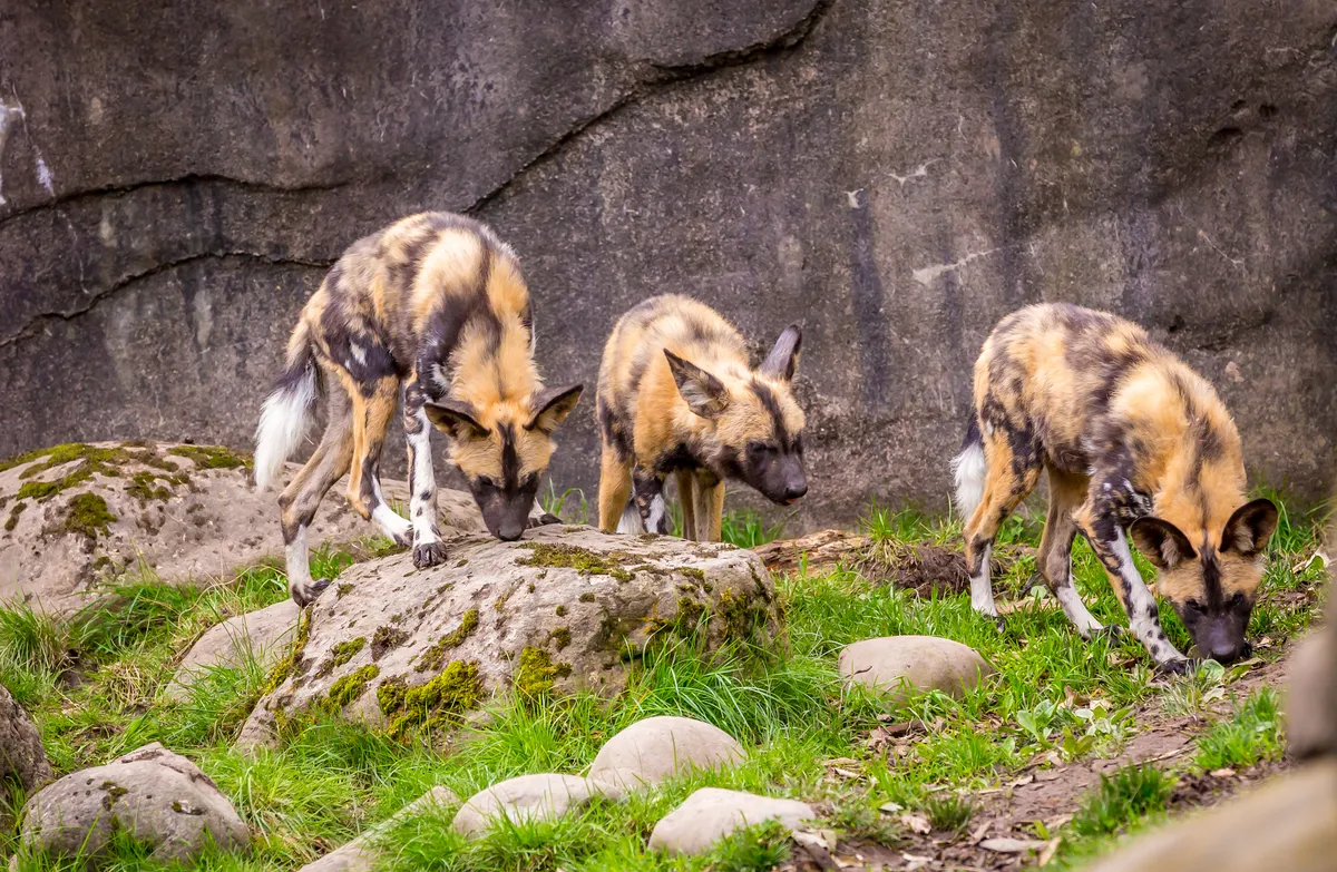 オレゴン動物園
