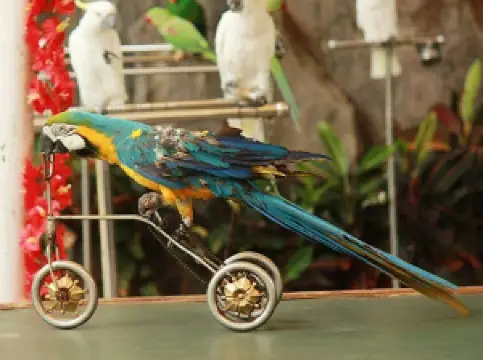 하이난 열대 조류 세계