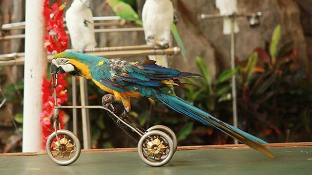 Hainan Tropicalbird Park