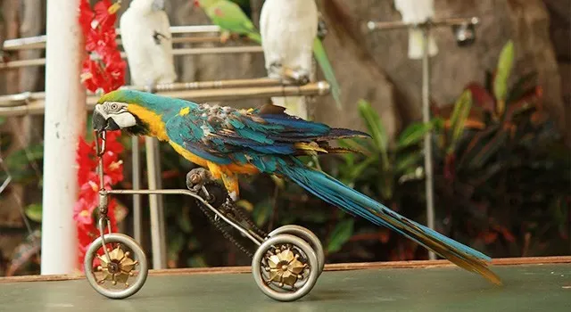Hainan Tropicalbird Park