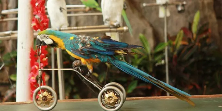 海南熱帶飛禽世界