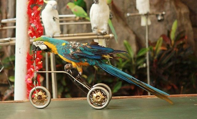 Hainan Tropicalbird Park