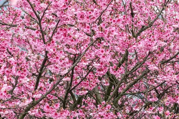 陽明山櫻花