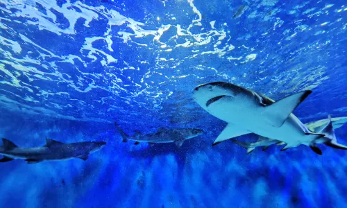 Pacific Ocean Underwater World Exhibition