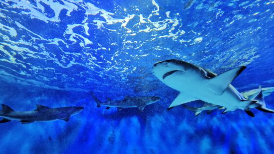 Beijing Underwater World Exhibition