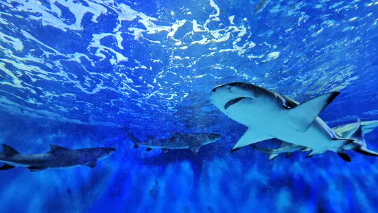 Beijing Underwater World Exhibition