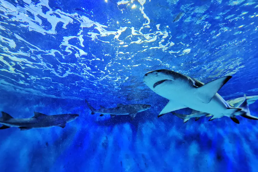 Beijing Underwater World Exhibition