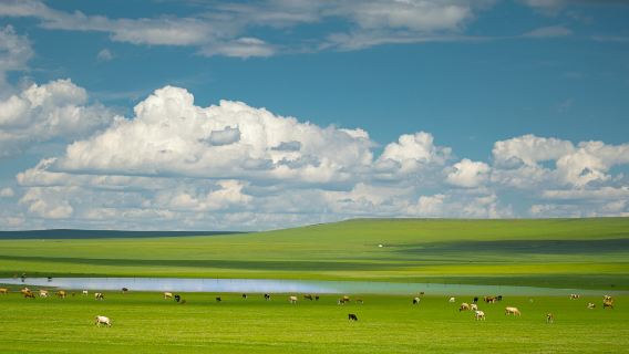Xilin Gol Grassland