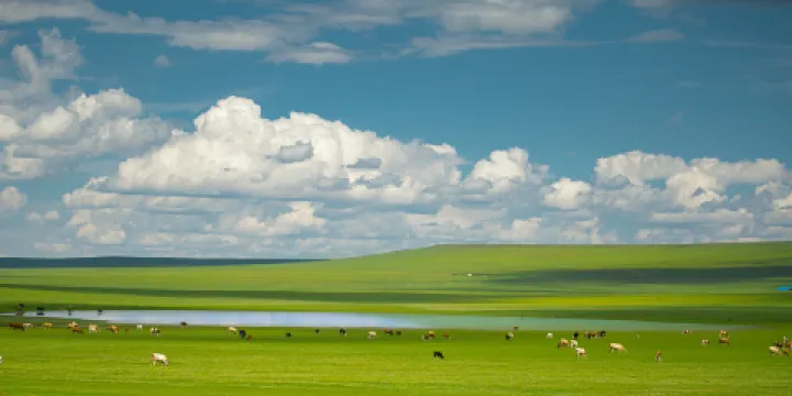 錫林郭勒盟草原