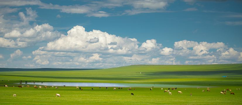 Xilin Gol Grassland