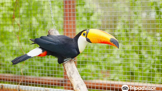 South Park Raspberries birds