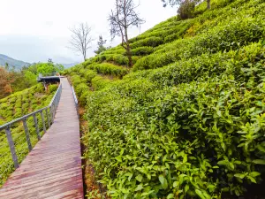 半畝茶園