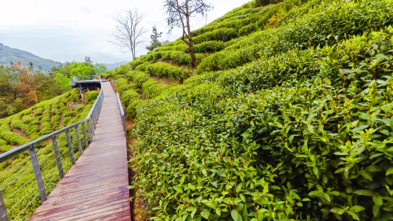 半畝茶園