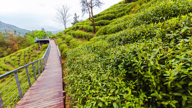 Half Acre Tea Garden