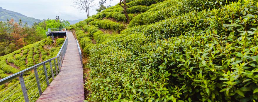 半畝茶園