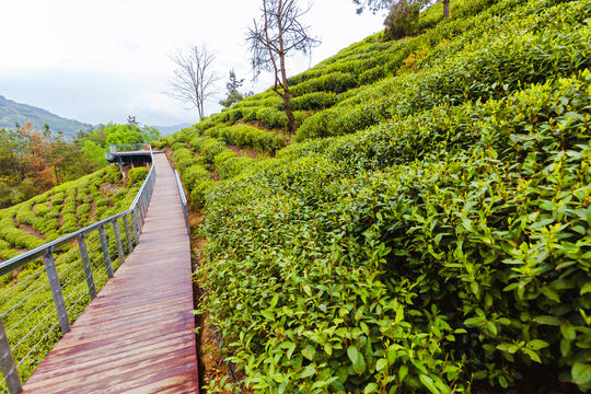 Half-Mu Tea Garden