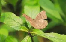 Butterfly Conservatory