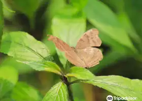 Butterfly Conservatory