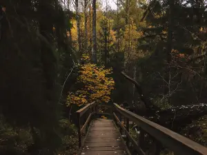 Attrazioni per la visione autunnale a Finlandia: le opzioni più popolari