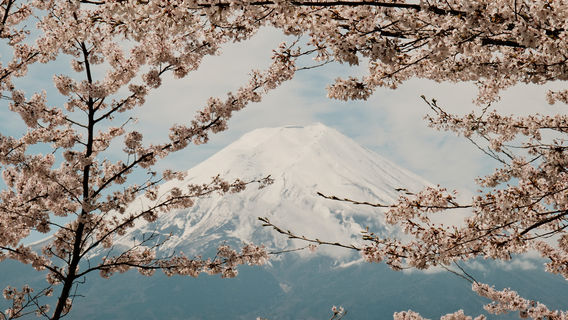 FujinomiyaTours
