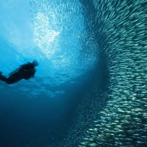 Snorkeling or Scuba Diving in Cebu