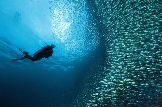 Diving in Cebu