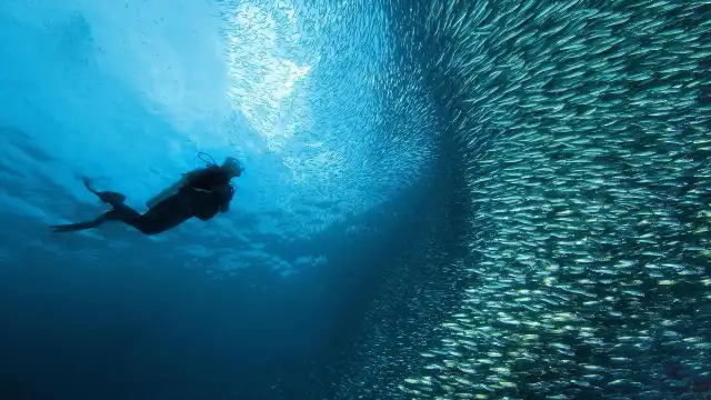 Snorkeling or Scuba Diving in Cebu
