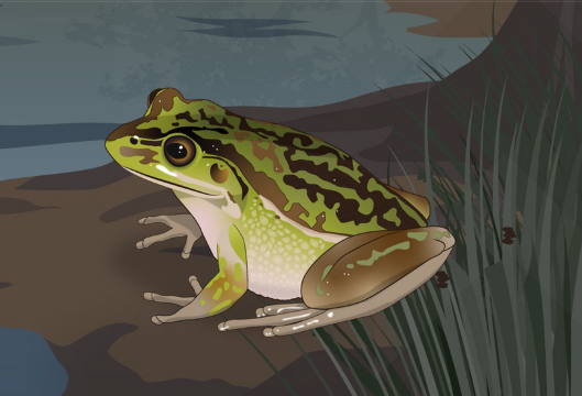 FrogID touring exhibition | Oak Flats