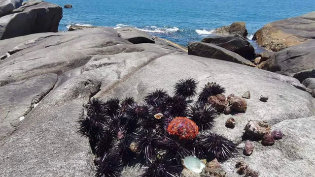 dao jia lv you · gan hai · bu yu · fu qian