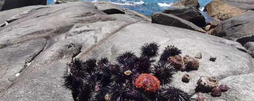 島家旅遊·趕海·捕魚·浮潛