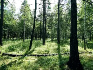 Xiaoxing'anling Virgin Forest Park
