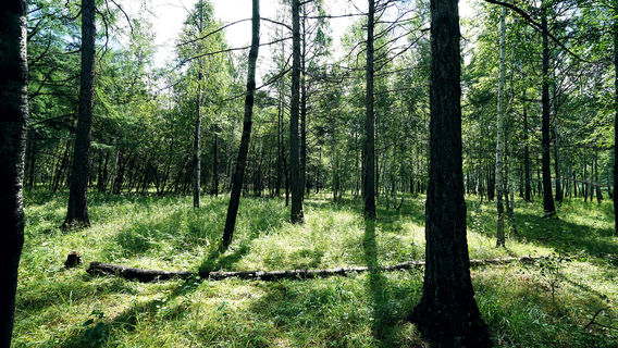 Xiaoxing'anling Virgin Forest Park