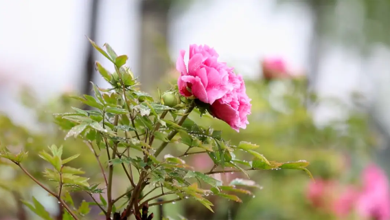 2026 Peony Flower Competition Festival