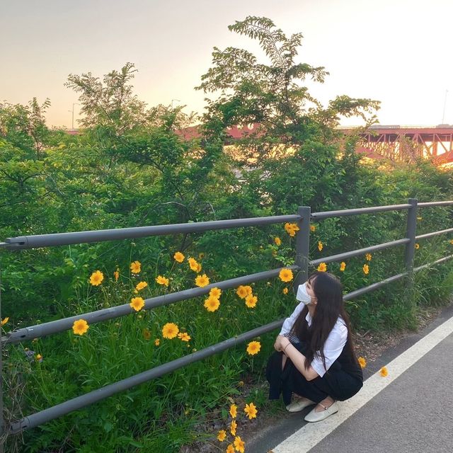 [꽃 나들이 할래요?_망원 한강공원]