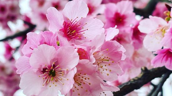 寒櫻初開時花朵呈現淡淡粉白，隨後轉為粉紅色，後期將轉為深紅，