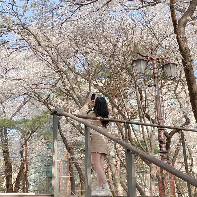 벚꽃팝콘 맛집 '경희대 서울캠퍼스'