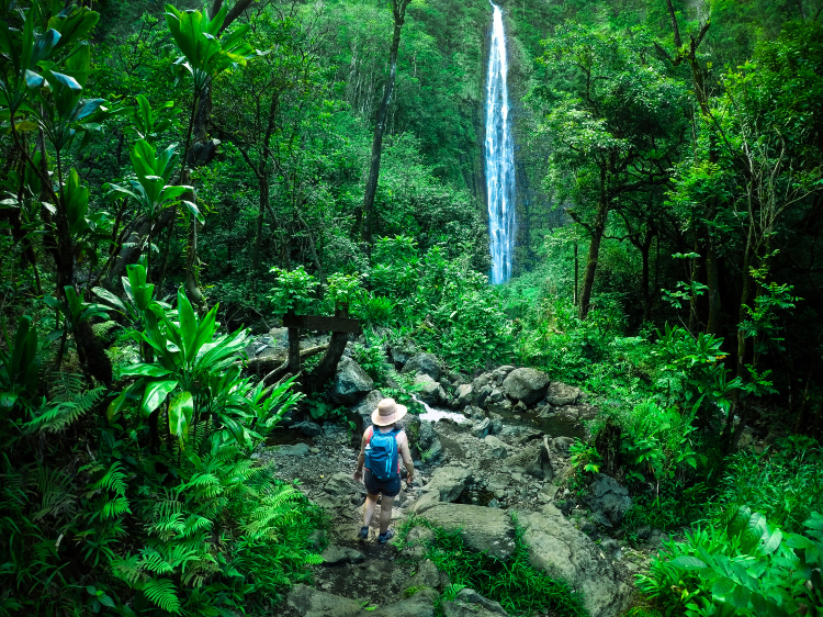 Akaka Falls State Park