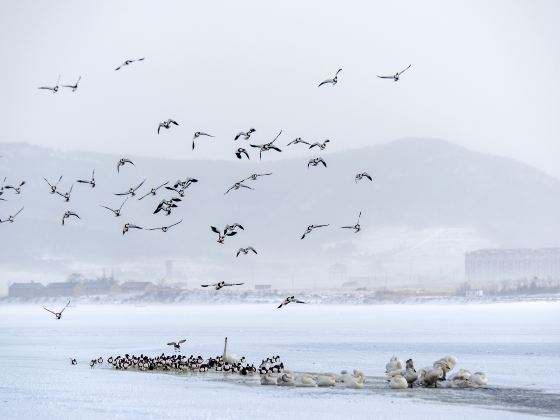 Chengshan Ailian Bay Marine Ranching