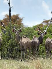 Cango Wildlife Ranch