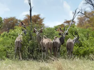 Cango Wildlife Ranch