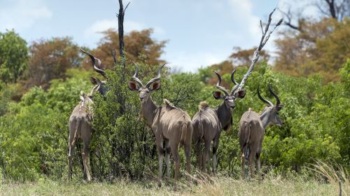 Cango Wildlife Ranch