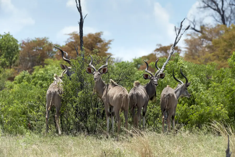 Cango Wildlife Ranch